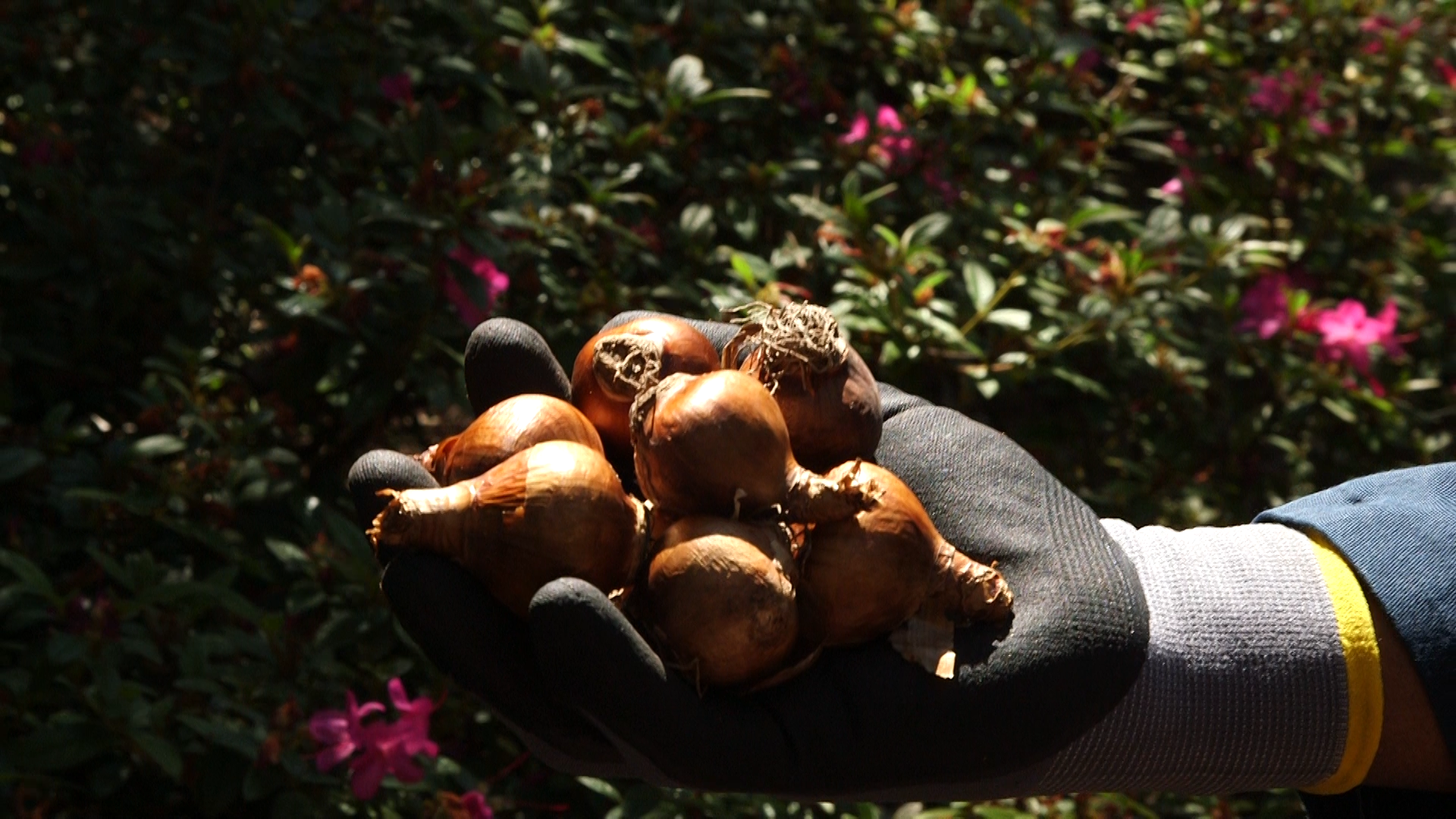 Fall is the time to plant spring bulbs.