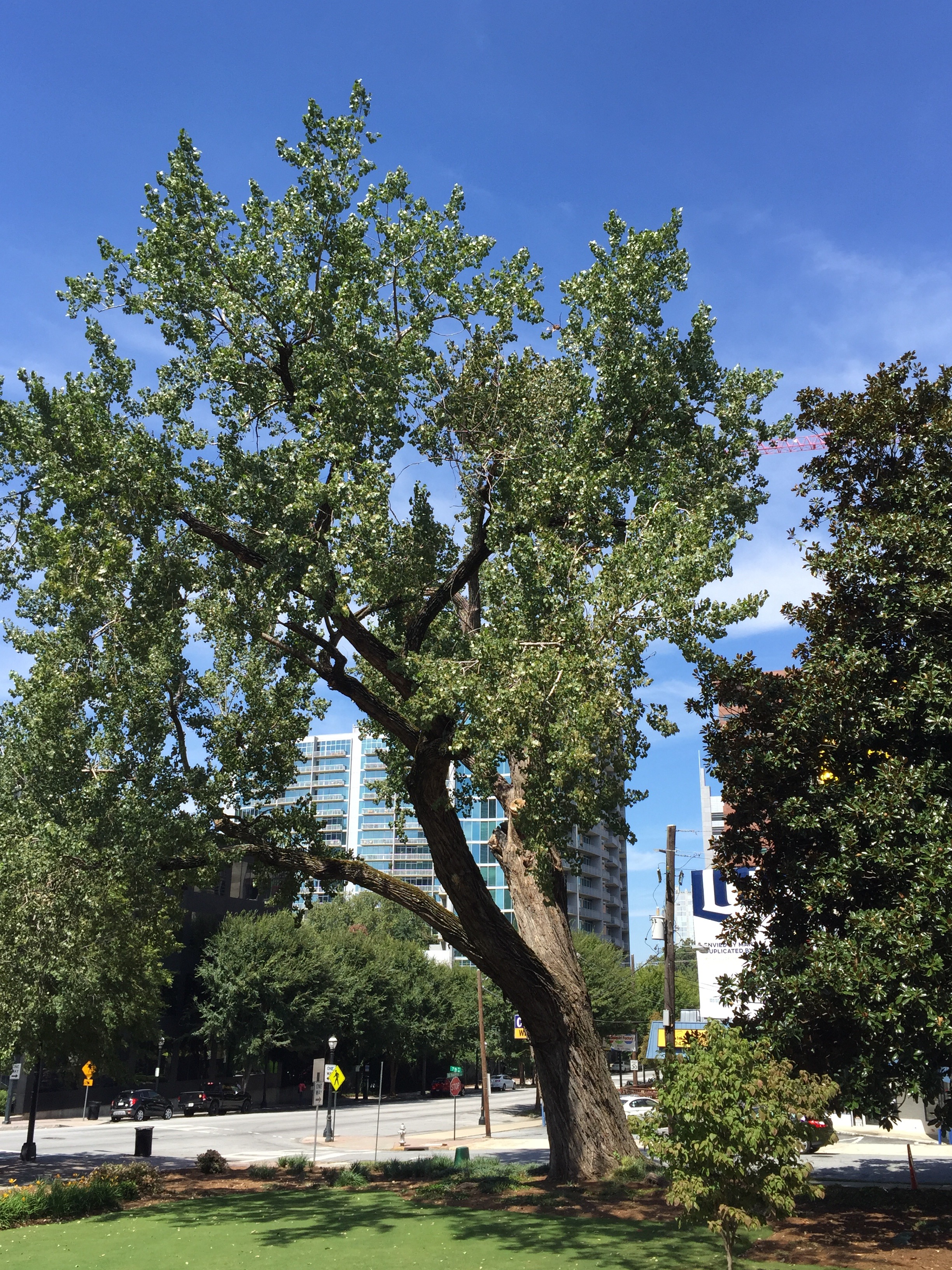 The 82-inch caliper Eastern Cottonwood at The Historic Academy of Medicine has reached the end of its life and will be removed later this fall. Tech has been in contact with the city arborist to ensure the City of Atlanta Tree Preservation Review Board has been made aware of the required removal. Since taking over this historic property, Tech has made significant efforts to save the tree through fertilization, proper pruning, and more. Despite these efforts, the tree is splitting throughout its trunk area a