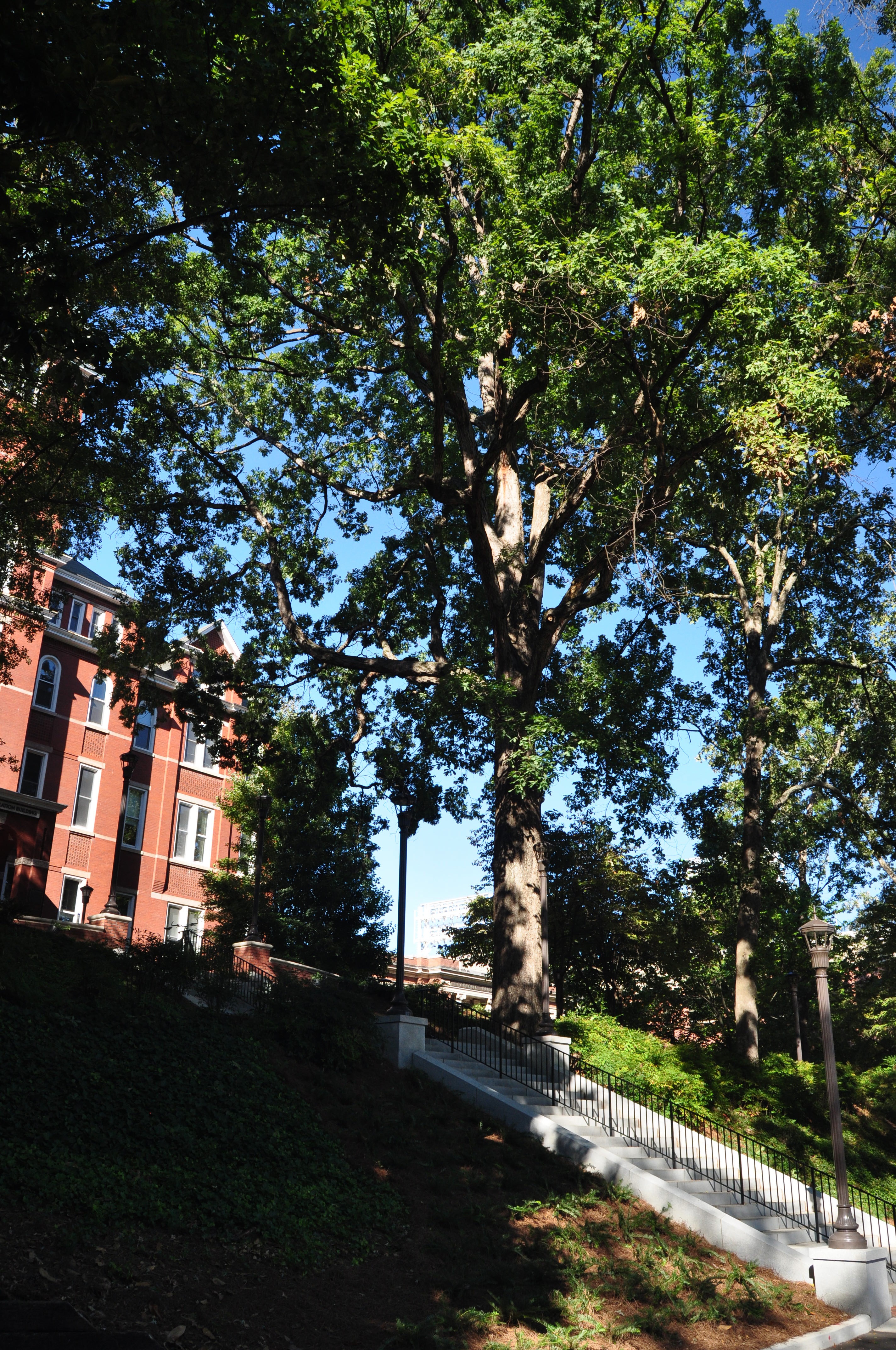 The White Oak (Quercus alba) near Tech Tower Lawn is one of the oldest and largest trees in Atlanta metro area. It can be seen in images of Tech Tower circa 1888. According to the USDA Forest Services i-Tree calculations, this tree alone has the carbon storage capacity of 11,177 lbs  – the same amount of energy released when burning 2,092 gallons of gasoline. A tree of this size typically sequesters an additional 217 lbs of carbon every year. Energy calculations generated using www.epa.gov/cleanenergy/en