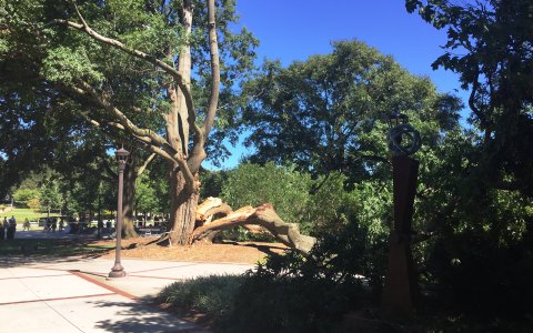 Willow Oak Split