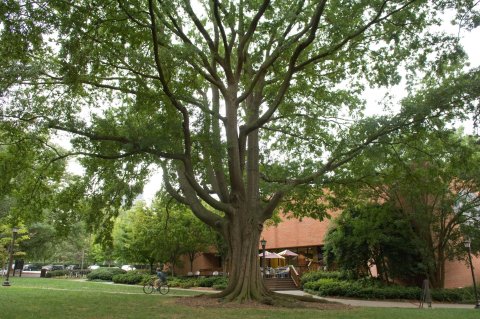 Willow Oak Tree