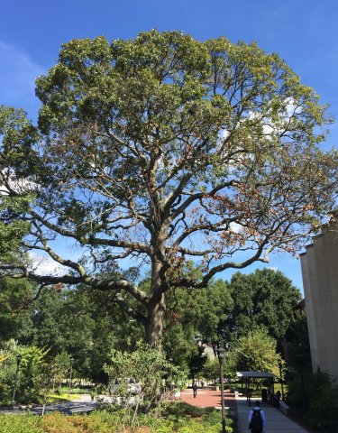 Post Oak Located at Ferst Drive