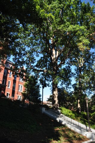 White Oak at Tech Tower